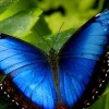 Disminución de mariposas en Cuyabeno preocupa