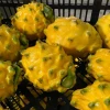 200 hectáreas de Palora se han registrado para exportar pitahaya a China