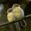 Galápagos registra una reproducción histórica de 2 especies de aves terrestres