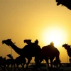 ¿Cuáles son los animales tradicionales de Catar?