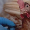 Ecuador prepara vacunación de aves para contrarrestar la influenza aviar