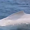 Ballena jorobada albina fue avistada en Puerto López