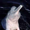 Delfines de río mueren en las turbinas de las hidroeléctricas en la Amazonía
