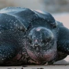 438 huevos de la tortuga laúd fueron reubicados en Manabí