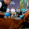 Gobierno anunció campaña contra la fiebre aftosa