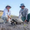 Reintroducen 158 tortugas gigantes en Floreana tras más de un siglo de ausencia