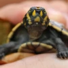 57 tortugas fueron decomisadas en un operativo en El Coca