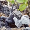 Documental revela imágenes desgarradoras de la contaminación por plásticos en Galápagos
