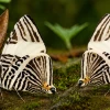 Análisis genéticos permiten identificar una nueva especie de mariposa en Napo