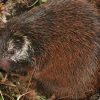 Científicos describen nueva especie de puercoespín en el Parque Nacional Sangay