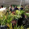 Una exposición de orquídeas se lleva a cabo en Uzhupud Garden