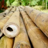 La producción de bambú se fortalece en Napo