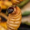 Los chontacuros o mayones, un tesoro culinario de Ecuador