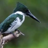 3.407 aves fueron identificadas en la Reserva de Biosfera Yasuní