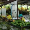 El banano ecuatoriano crece sobre el 10 % pero más en los mercados emergentes