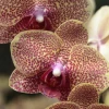 Descubren cuatro nuevas especies de orquídeas en el sur de Ecuador
