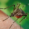 Idean un "mapamundi" interactivo de los mosquitos para ayudar a combatir la malaria