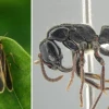 Científicos describieron 2 nuevas especies de insectos en el Chocó Andino 