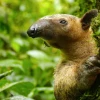 3 tipos de osos perezosos habitan en Ecuador