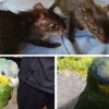 2 ciudadanos irán 8 meses a prisión por tenencia ilegal de vida silvestre