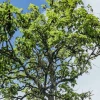 Expertos avanzan en proyecto para salvar planta endémica de Galápagos