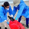 Ecuador sigue tomando muestras de aves muertas para descartar gripe aviar