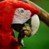 Ciudadano irá 3 años a prisión por delito contra flora y fauna silvestres