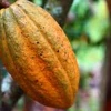 El precio del cacao cayó 19 %