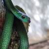 25 animales silvestres fueron liberados en el Parque Nacional Yasuní