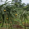 Plantaciones de pitahaya están causando deforestación en la región amazónica 
