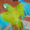 Recuperan aves y tortugas silvestres en controles contra el tráfico ilegal 