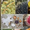 Registran al menos 727 especies únicas de hongos en la reserva Los Cedros 