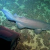 El Corredor Marino del Pacífico Este Tropical recibe $ 16 millones para su conservación