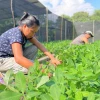 El cultivo de maní es promovido en Tena