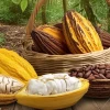 Feria del cacao prevé generar negocios por $ 15 millones