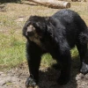 El Zoológico de Quito adoptó un oso de anteojos