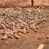 Ecuador exportó cacao producido de manera sostenible a Bélgica