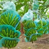 Ecuador busca ampliar mercado bananero en Japón