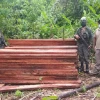 El Ejército incautó madera y armas en Sucumbíos