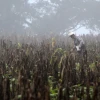 El Niño puede aumentar la malnutrición y las epidemias en Latinoamérica, advierte la OMS