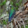 Bosque escondido entre las nubes alberga al zamarrito pechinegro, un ave en peligro en Ecuador