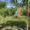 El Ejército destruyó 10.000 plantas de coca en Sucumbíos