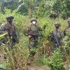 Fuerzas Armadas localizaron 20 mil plantas de coca en Sucumbíos