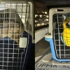 Sucumbíos: 14 animales silvestres fueron encontrados en una casa
