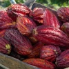 Mars y ofi impulsan producción de cacao sostenible en Ecuador 