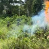 El Ejército destruyó 10.000 plantas de coca en Sucumbíos
