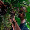 Ecuador: confianza en el anteojo, no en el ojo
