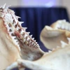 Una guía sobre las especies de tiburones en Ecuador fue presentada