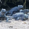 Tras el rastro de la iguana de Galápagos, el único lagarto marino del mundo
