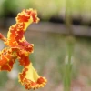 El Pangui, ‘Orquídea de la Amazonía’